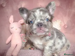 French Bulldog dogs 💞AVAILABLE BEAUTIFUL PUPPIES💞 - Advert 1