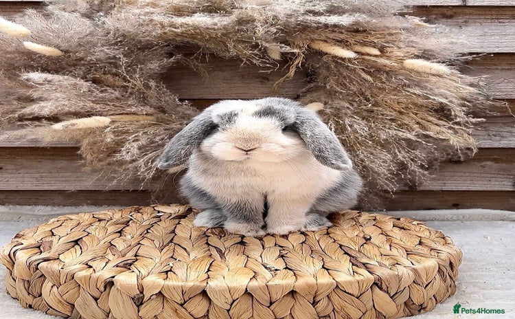 Mini Lop rabbits - Advert 1