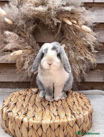 Mini Lop rabbits - Advert 1