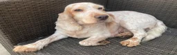 Cocker Spaniel dogs for sale: Cocker Spaniel Looking For A Happy Retirement Home - Advert 2