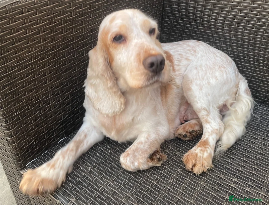 Cocker Spaniel dogs for sale: Cocker Spaniel Looking For A Happy Retirement Home - Advert 2