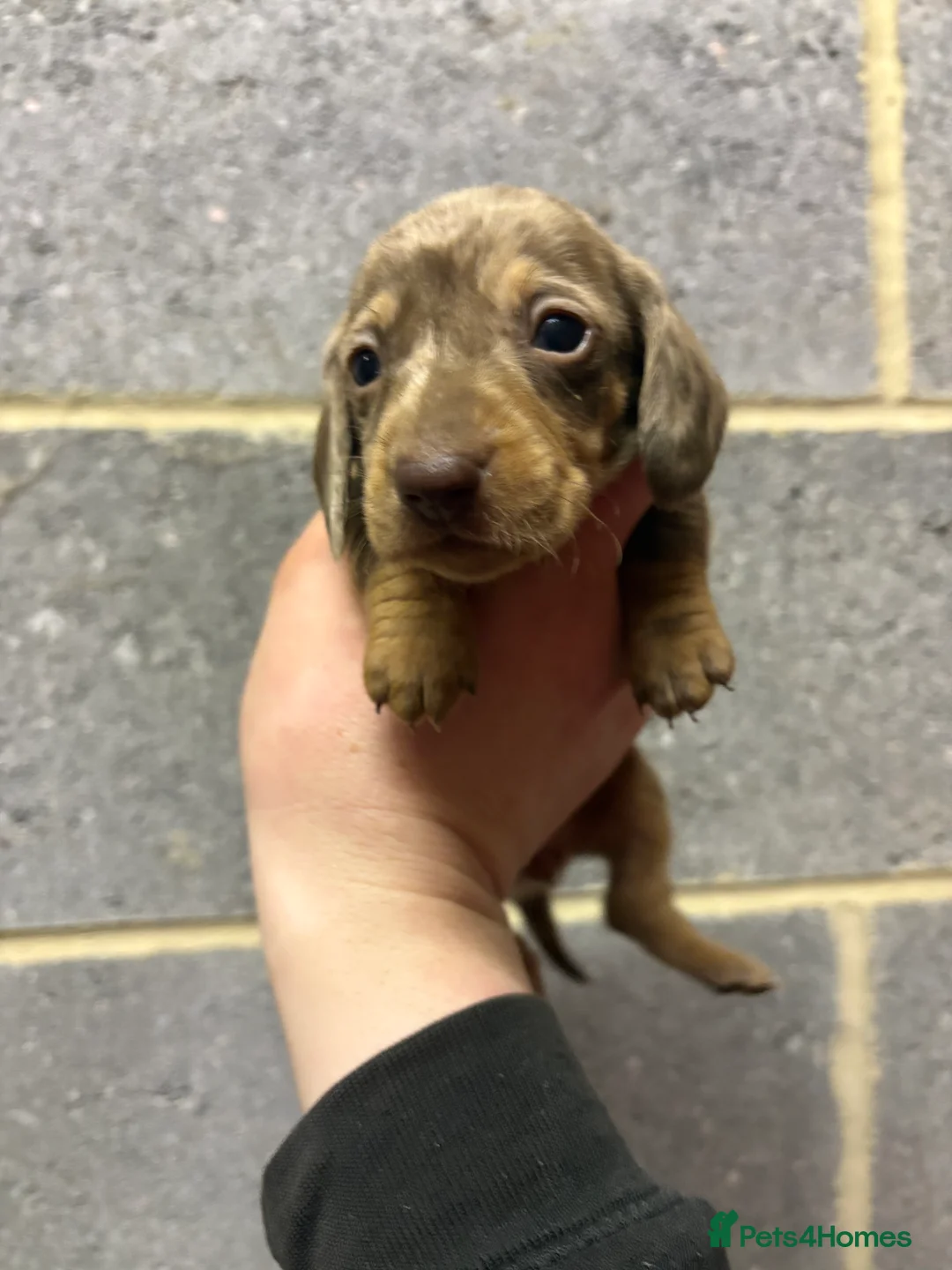 Miniature Dachshund dogs for sale: 5 stunning Dachshund puppies  in Redcar - Advert 12