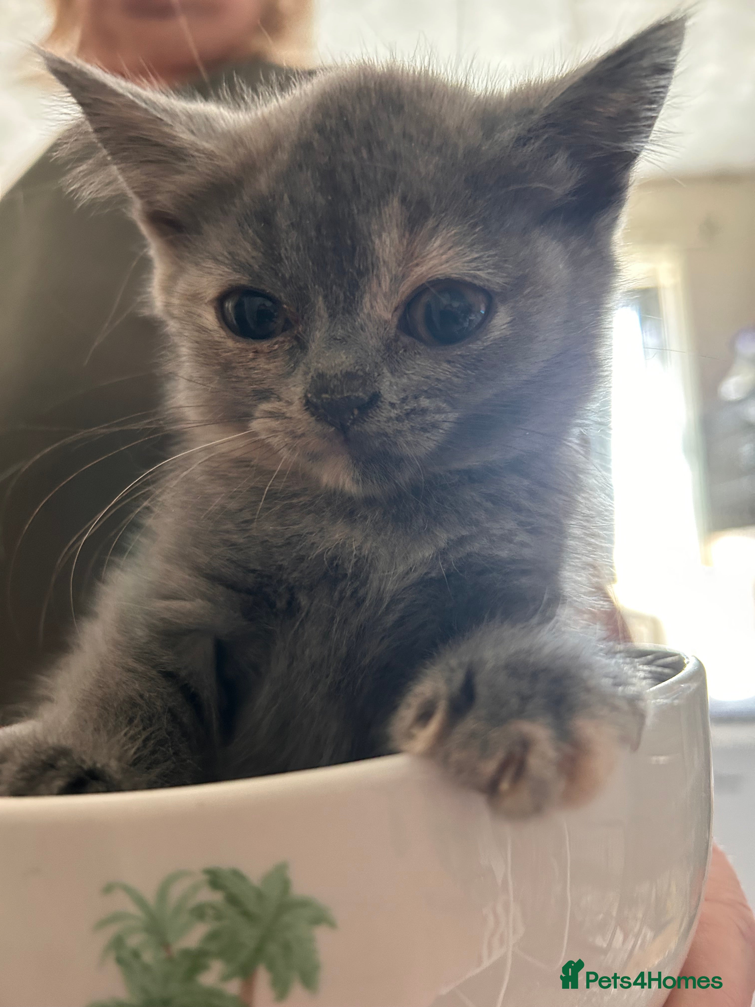 British Shorthair cats Blue cream and lilac British shorthairs - Advert 1