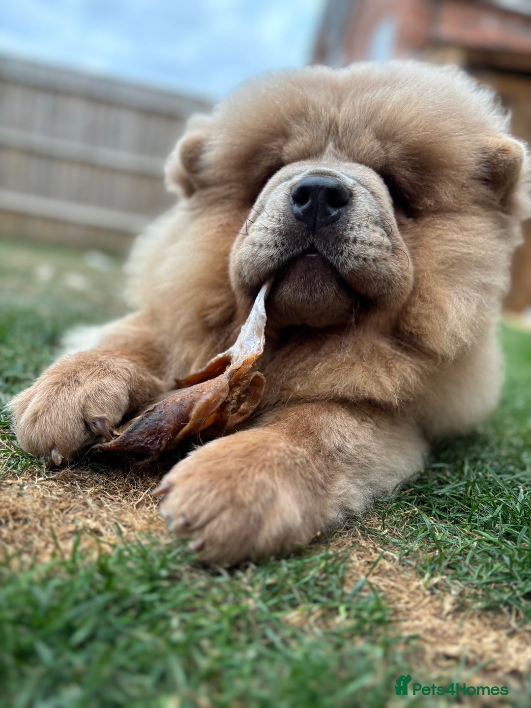 Chow Chow dogs for sale: Big chow chow pup NO TIME WASTERS - Image 5
