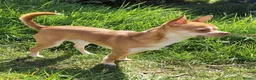 Chihuahua dogs for stud: Paco - Very active male for stud - Advert 1