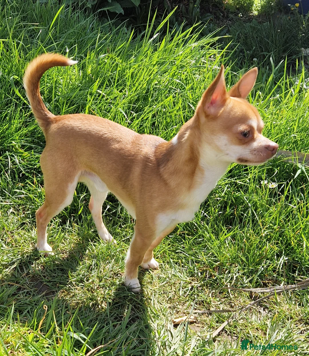 Chihuahua dogs for stud: Paco - Very active male for stud - Advert 1