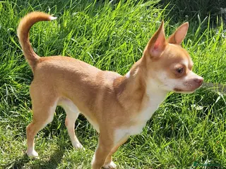 Chihuahua dogs Paco - Very active male for stud - Advert 7