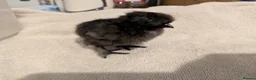 Chickens poultry for sale: Unsexed Silkie chicks mixed colours  - Advert 2