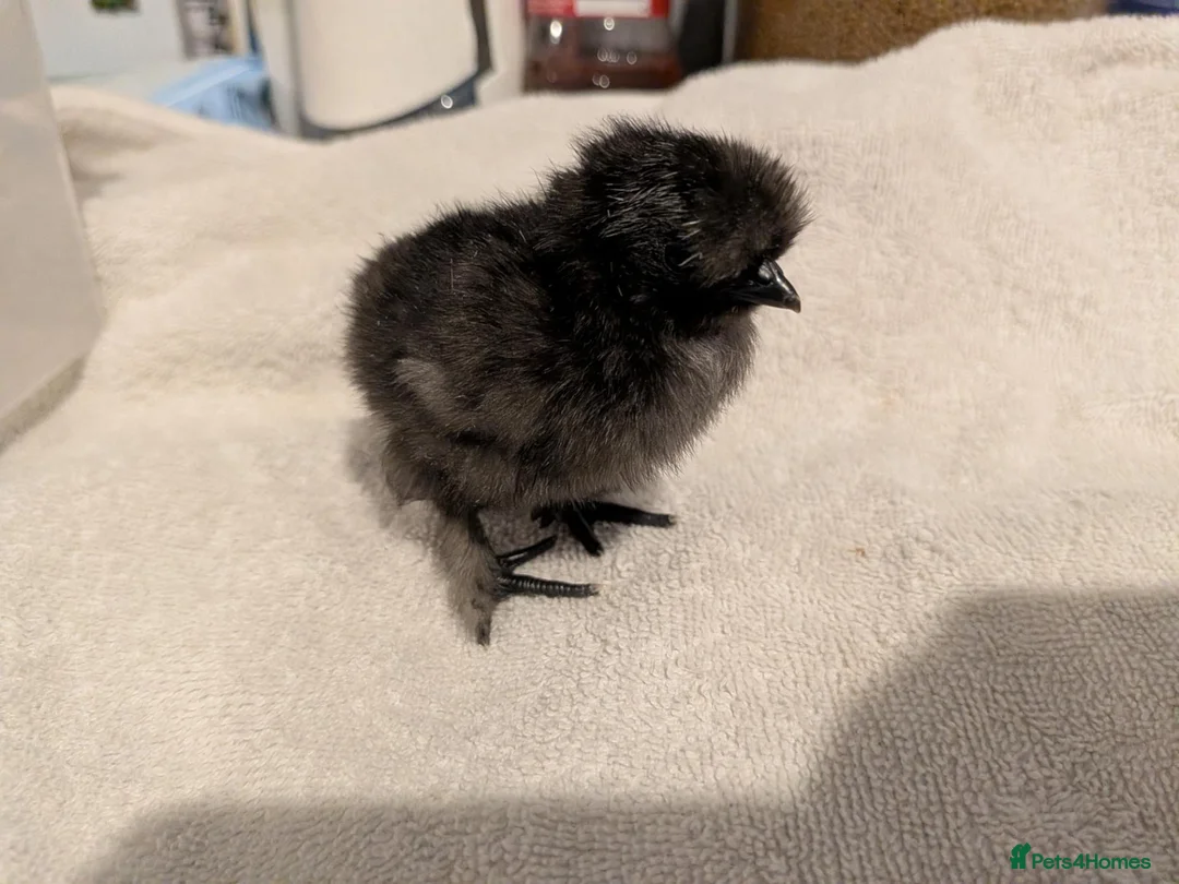 Chickens poultry for sale: Unsexed Silkie chicks mixed colours  - Advert 2