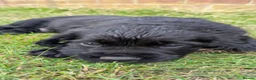 Sprocker dogs for sale: Sprocker puppies READY NOW - Advert 17