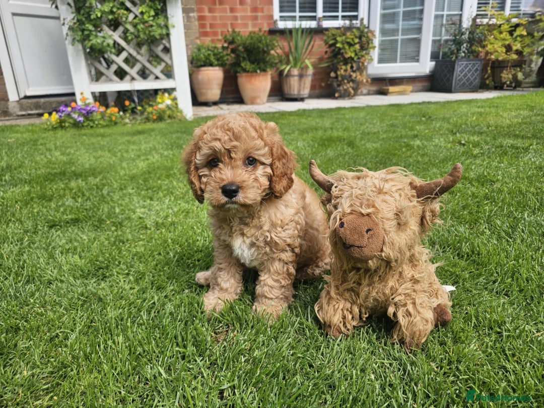 Cavapoo dogs for sale: Male cavapoo - Image 4
