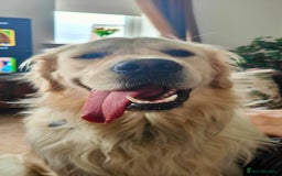 Golden Retriever dogs for sale: 2 yr old Golden Retriever  - Image 2
