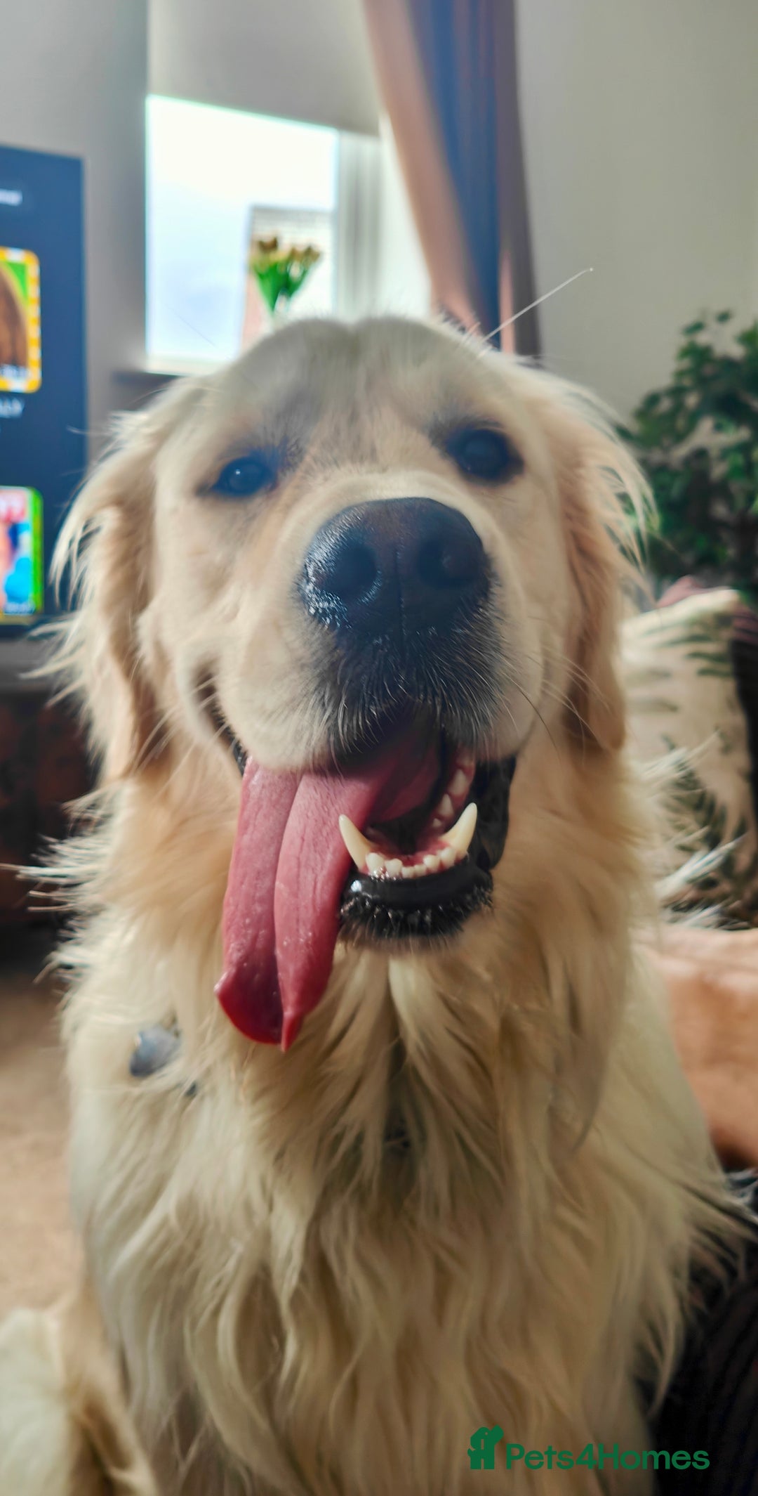 Golden Retriever dogs for sale: 2 yr old Golden Retriever  - Image 2