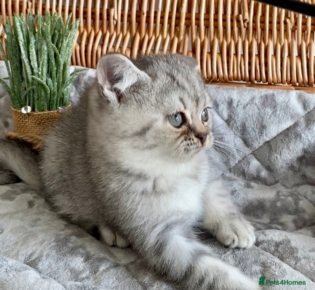 British Shorthair cats for sale: (READY NOW)EXCEPTIONAL PURE BREED BSH - Image 16