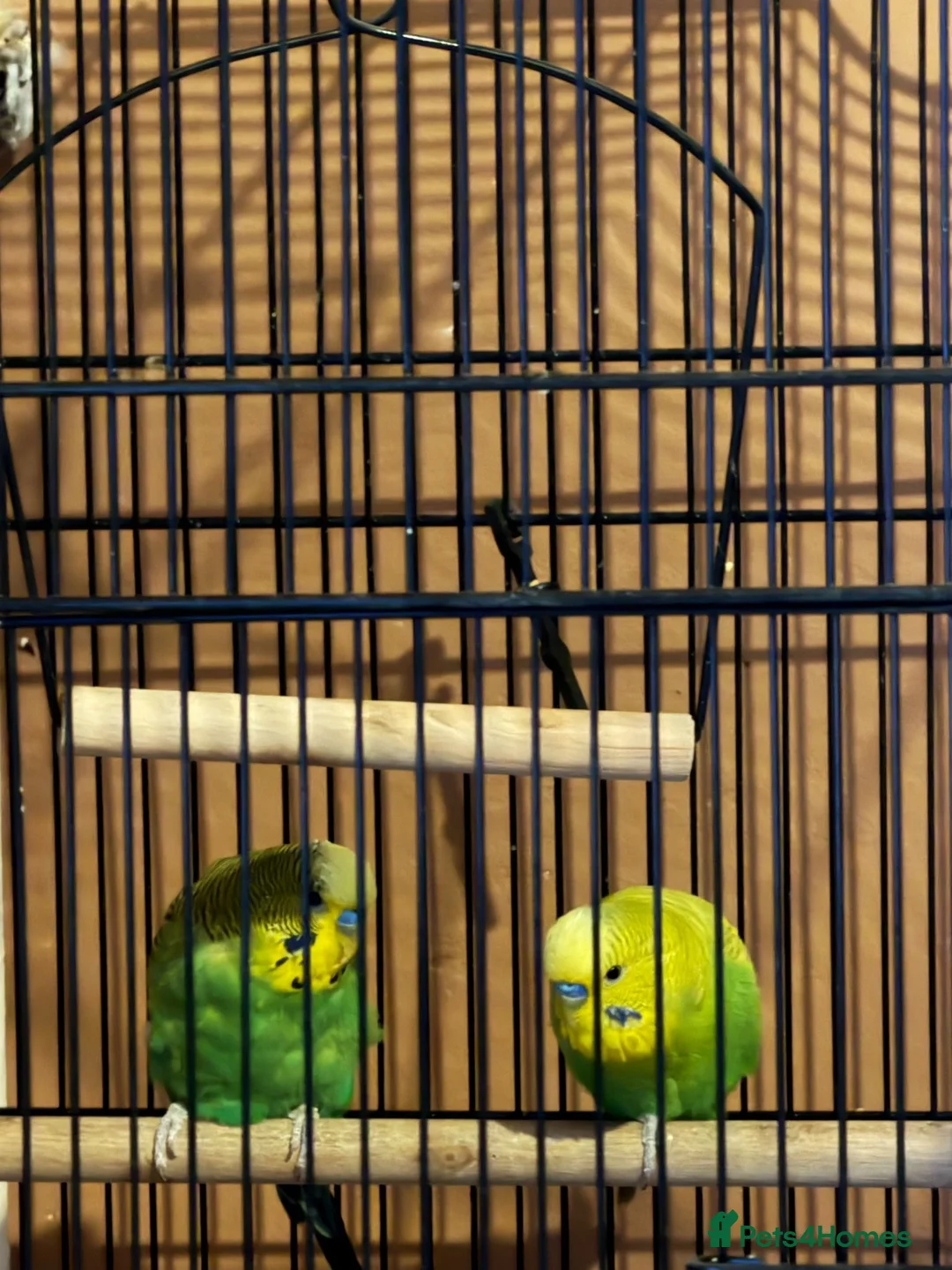 Budgerigars birds for sale: 2 budgies looking for a loving home - Advert 2