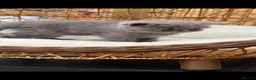 Exotic cats for sale: Exotic kittens  - Advert 22