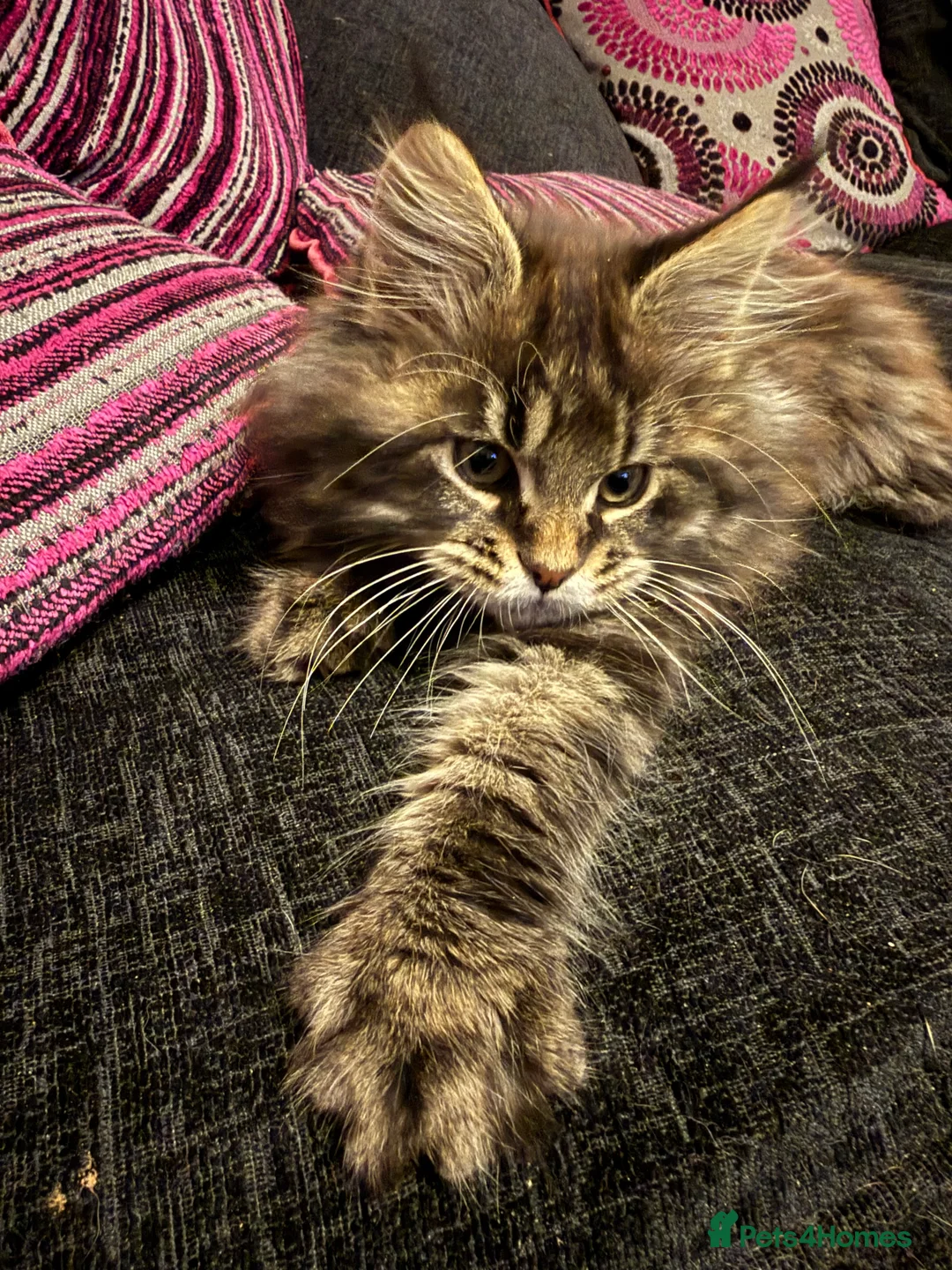 Maine Coon cats for sale: Beautiful Maine Coon kittens. - Advert 9