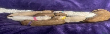 Cavapoochon 6
