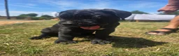 Cane Corso dogs for sale: Absolutely stunning huge cane corso puppies  - Advert 3