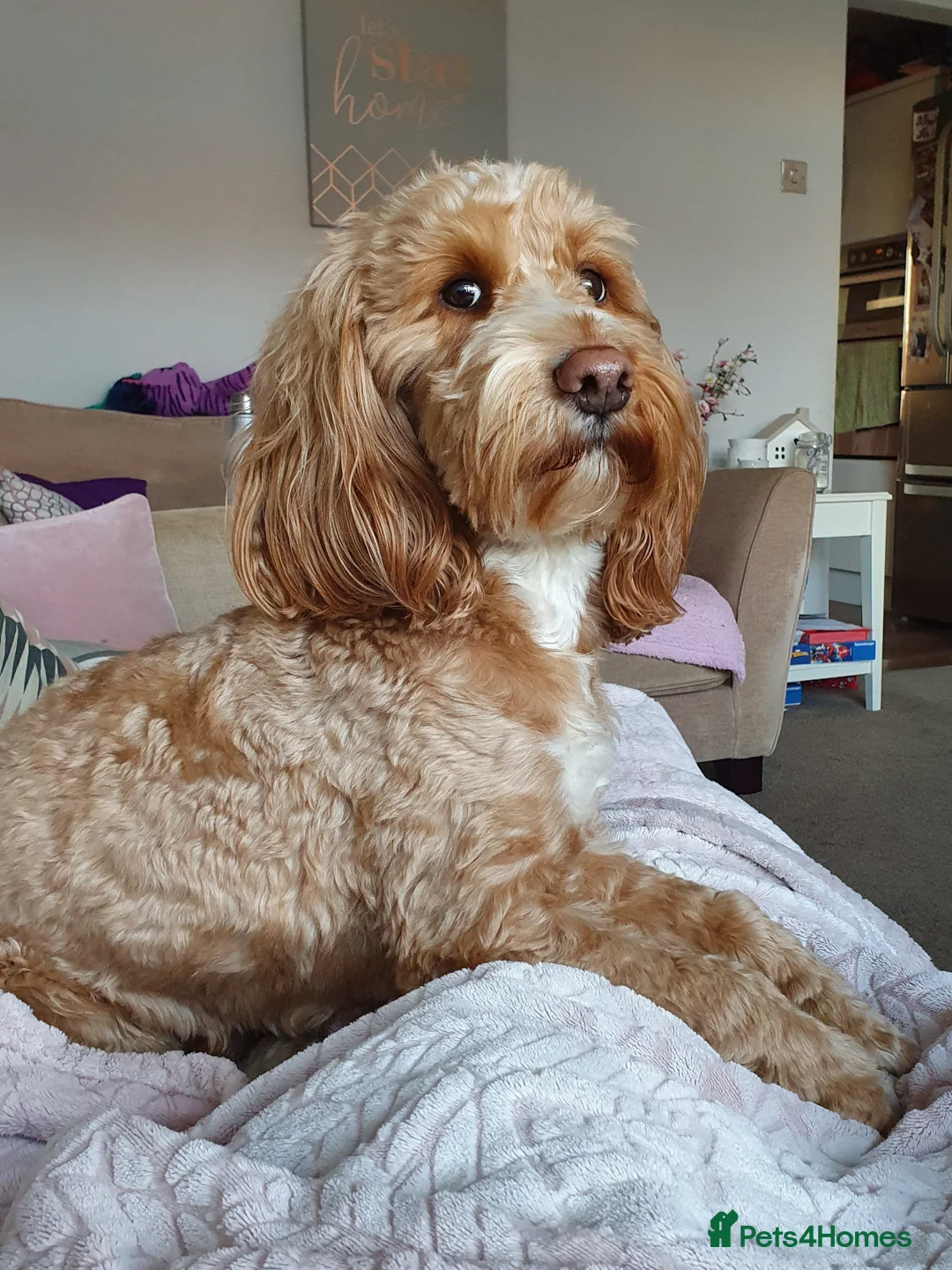 Cockapoo dogs for stud: Proven Red & white F1 cockapoo stud dog. in Barnsley - Advert 3