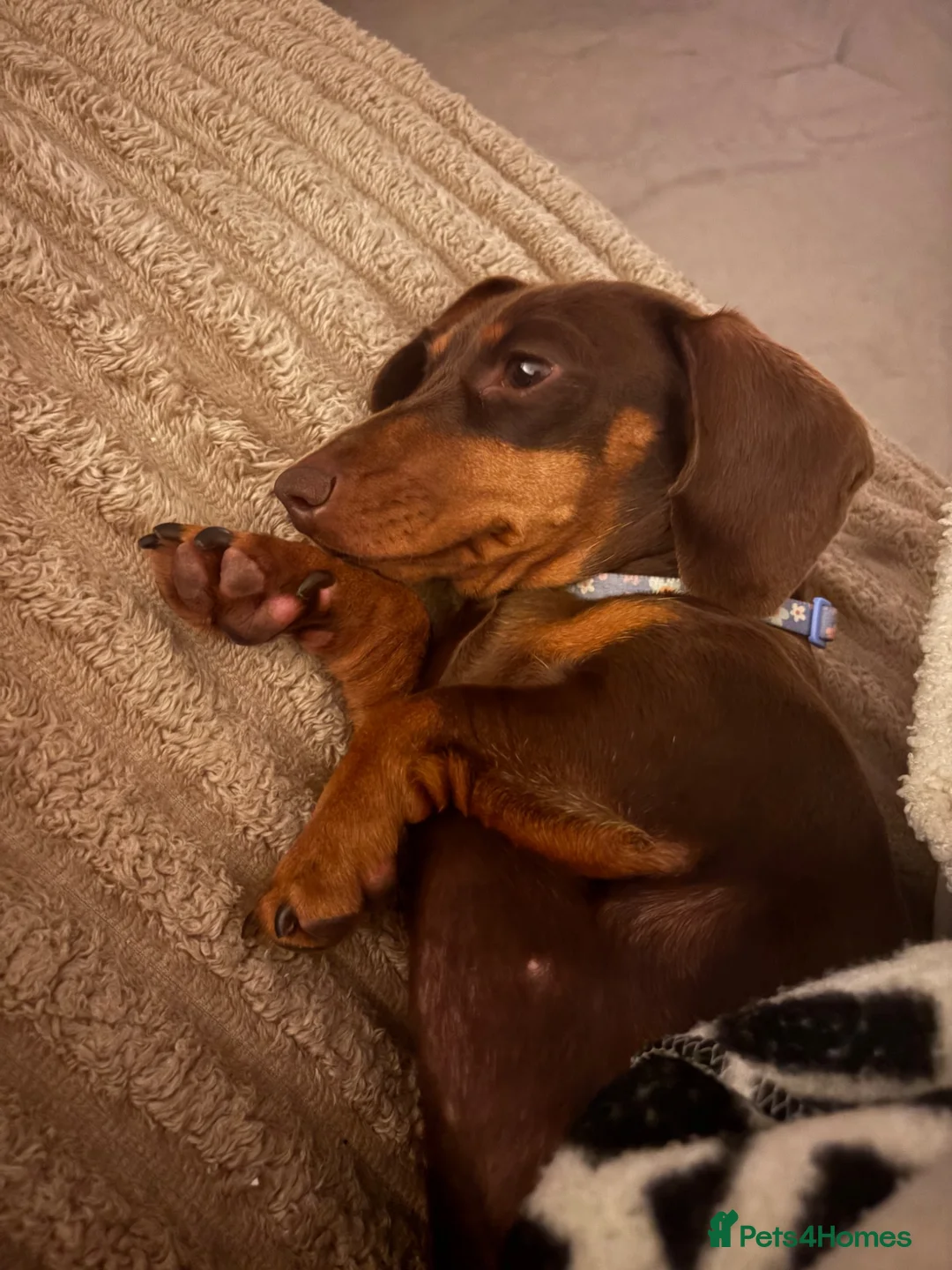 Miniature Dachshund dogs for sale: Two Mini Daschund boys looking for forever home  in Durham - Advert 10