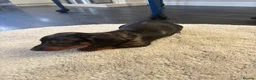 Dachshund dogs for sale: Dachshund puppy’s  in Ipswich - Advert 10