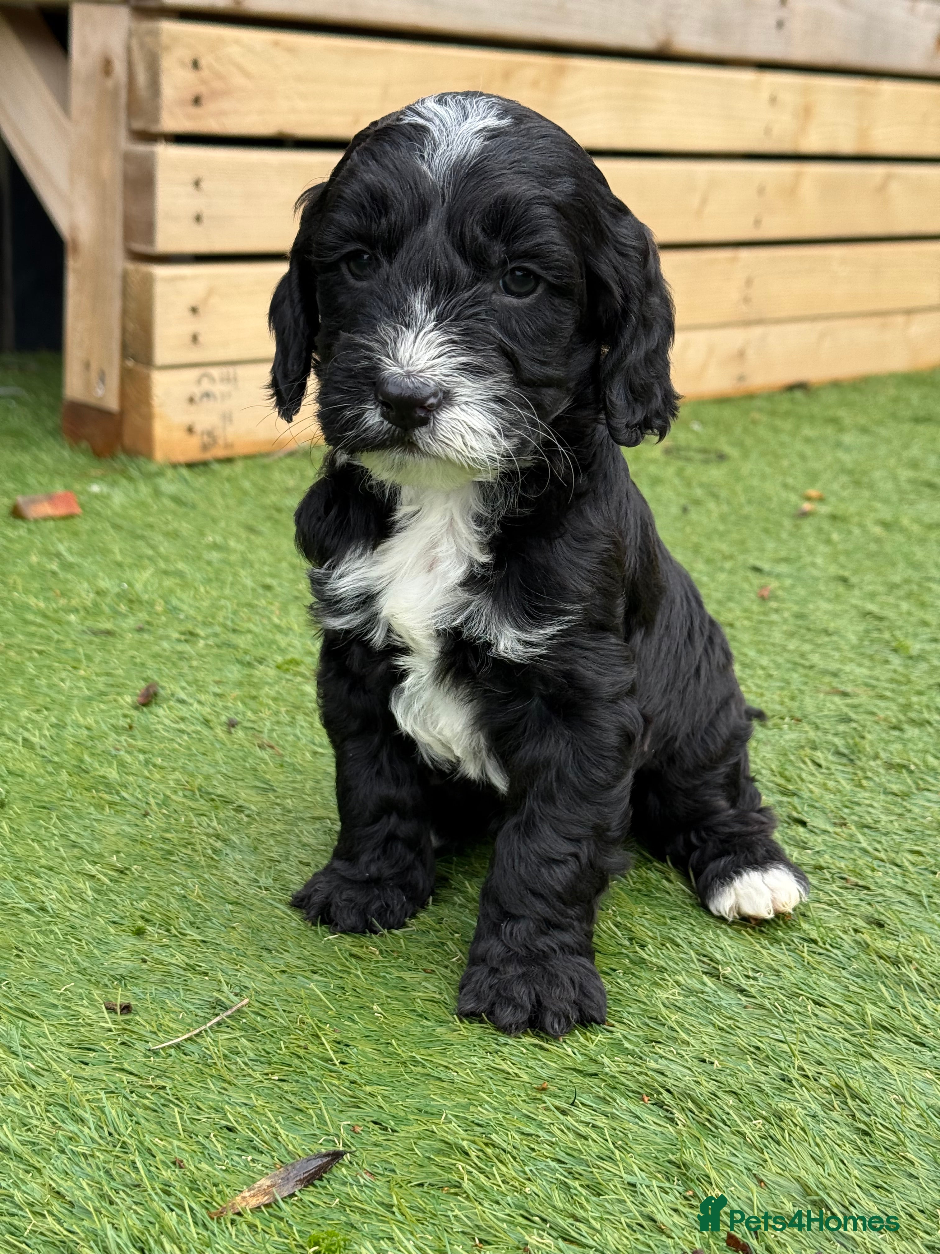 Cockapoo dogs COCKAPOO’S F1 - Advert 8