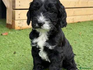 Cockapoo dogs COCKAPOO’S F1 - Advert 8