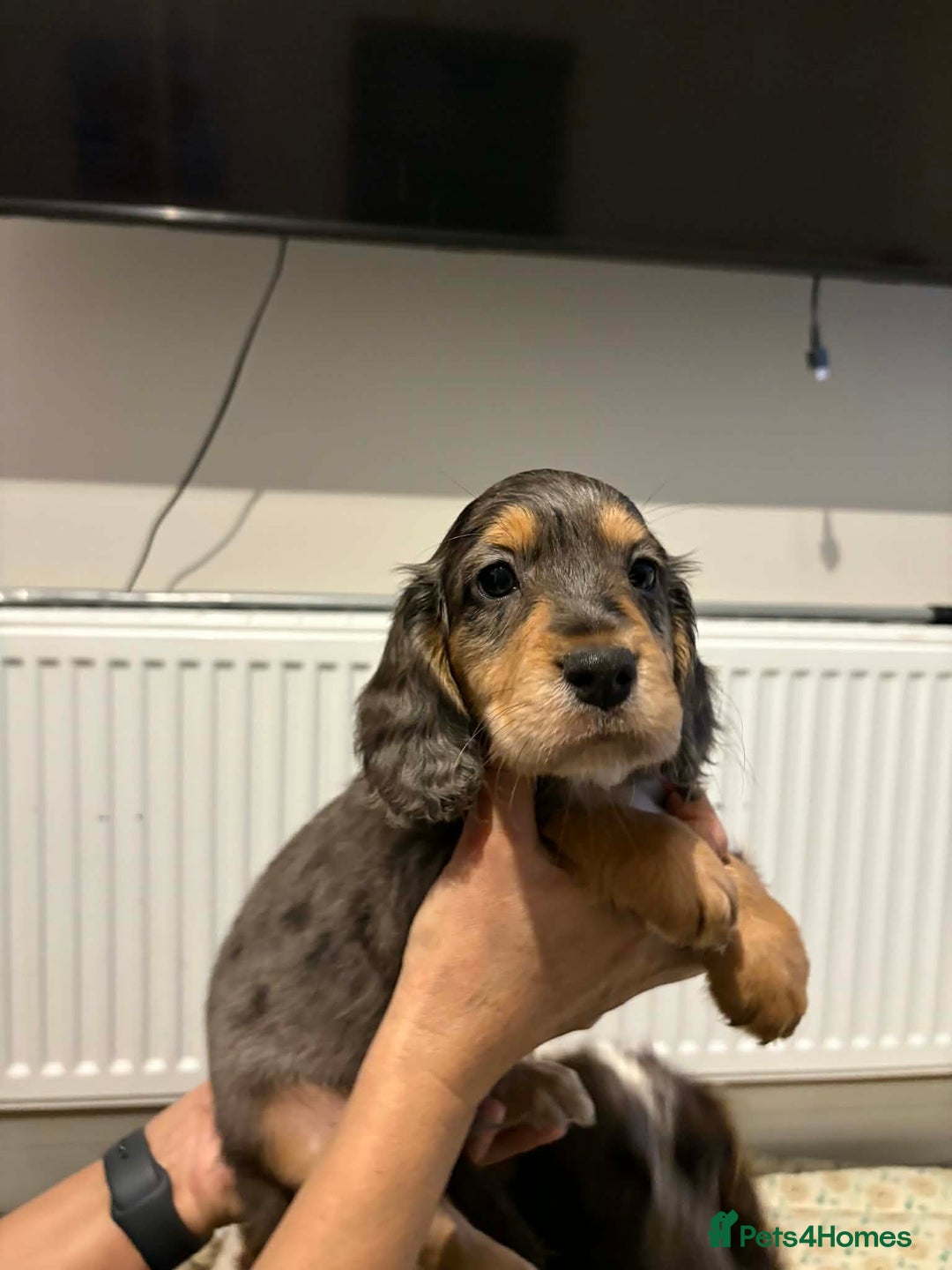 Cocker Spaniel dogs for sale: KC reg parents DNA health tested “show type”   - Advert 19