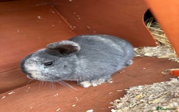 Mini Lop rabbits for sale: 2 female bonded mini lops for sale  - Advert 14