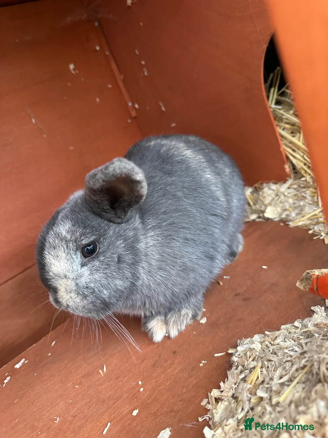 Mini Lop rabbits for sale: 2 female bonded mini lops for sale  - Advert 15