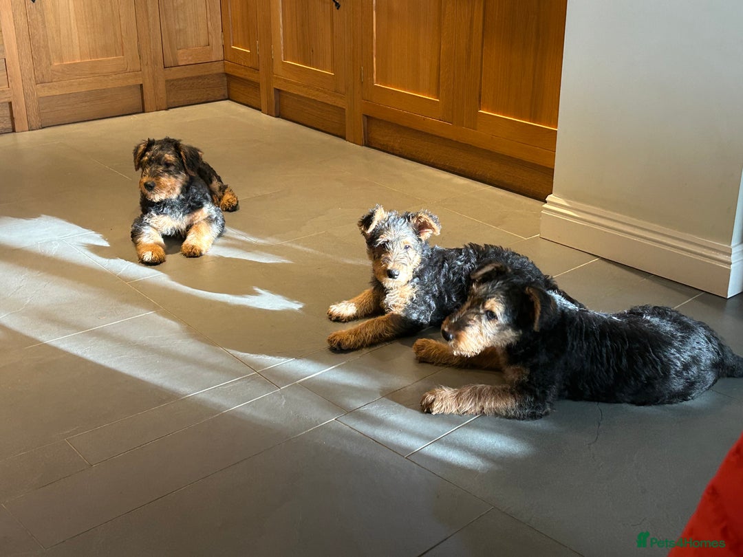 Airedale Terrier dogs for sale: Airedale puppy girl looking for a new home  - Advert 3