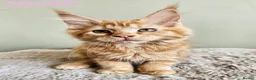 Maine Coon cats for sale: Beautiful Maine Coon kittens  - Advert 15