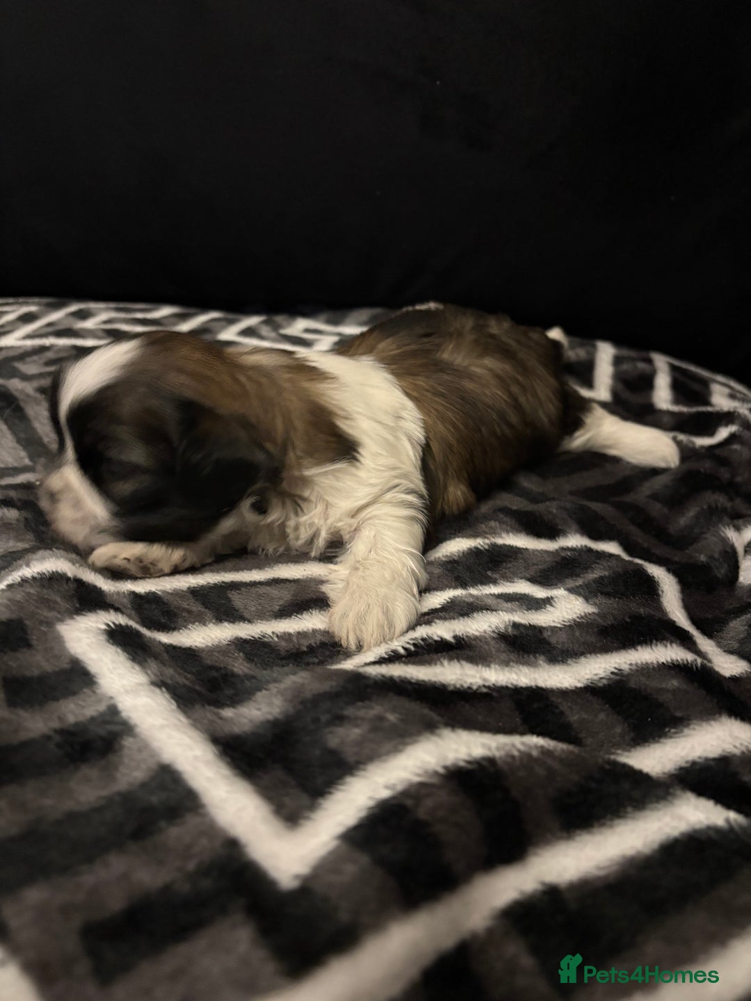 Shih Tzu dogs for sale: 2 female Shih Tzu puppies  - Advert 23