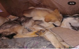 Siberian Husky dogs for sale: Siberian huskies  - Image 8