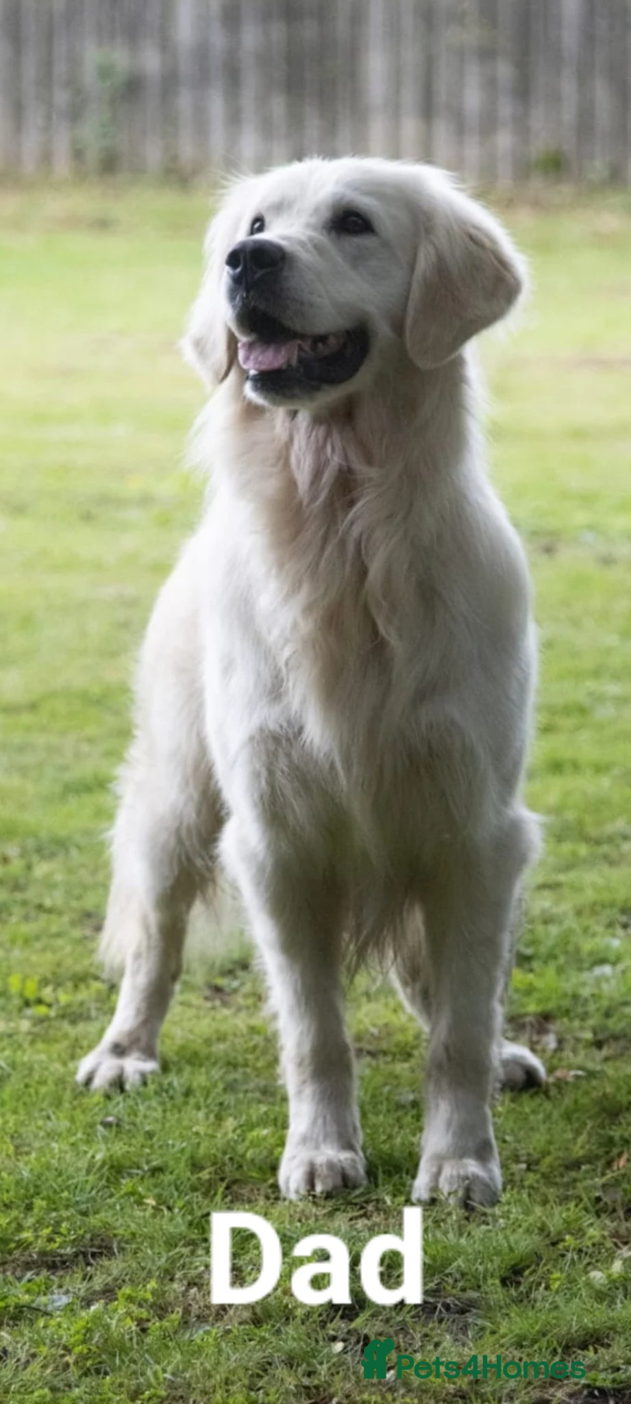 Golden Retriever dogs for sale: Stunning Golden Retriever Pups - Advert 6