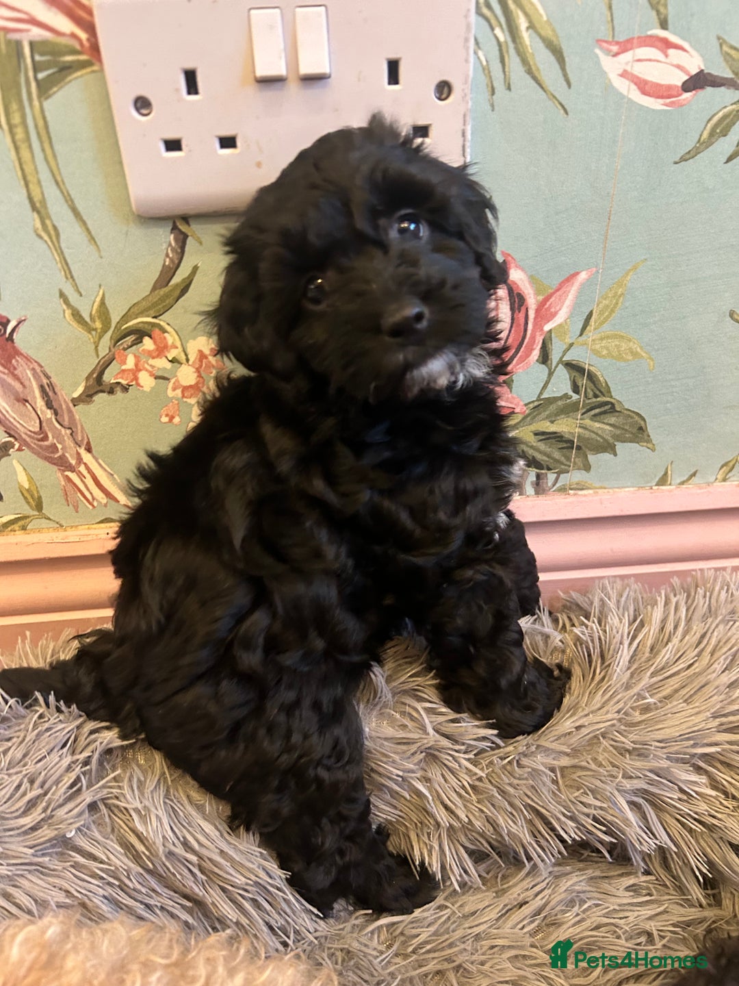 Toy Poodle dogs for sale: Beautiful Toy poodle girls Available next weekend  - Advert 9