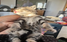 Mixed Breed cats for sale: Kittens for sale  - Image 6