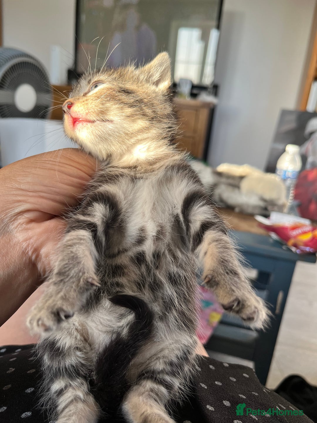 Mixed Breed cats for sale: Kittens for sale  - Image 6