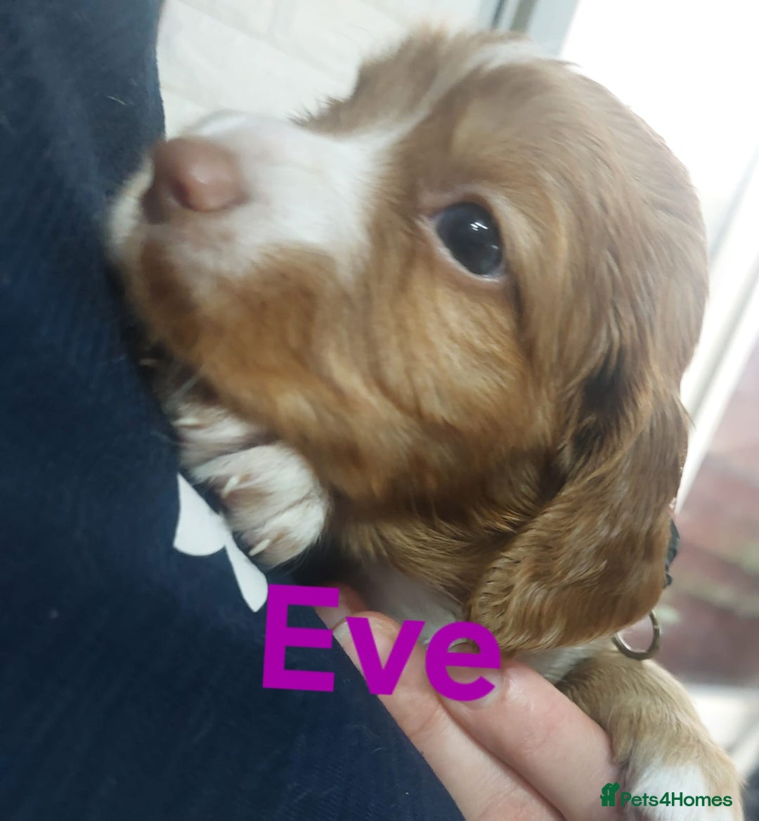 Sprocker dogs for sale: Exceptional working-line puppies for loving homes! - Image 17