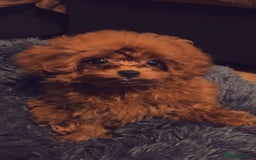 Toy Poodle dogs for sale: Asian Toy Poodle (VERY SMALL) - Image 1