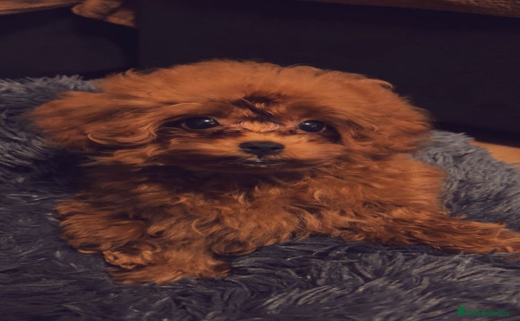 Toy Poodle dogs - Advert 2