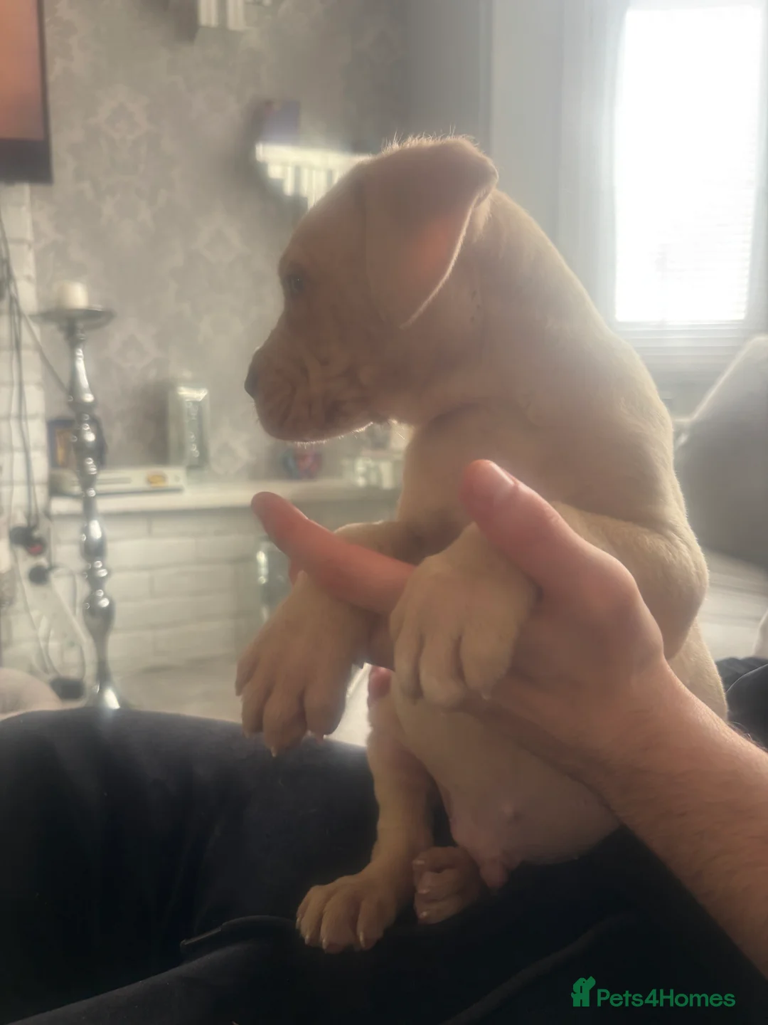 Neapolitan Mastiff dogs for sale: Neapolitan mastiff champion bloodline - Advert 13