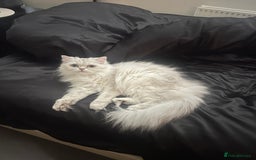 British Longhair cats for sale: Pet for rehome - Image 8