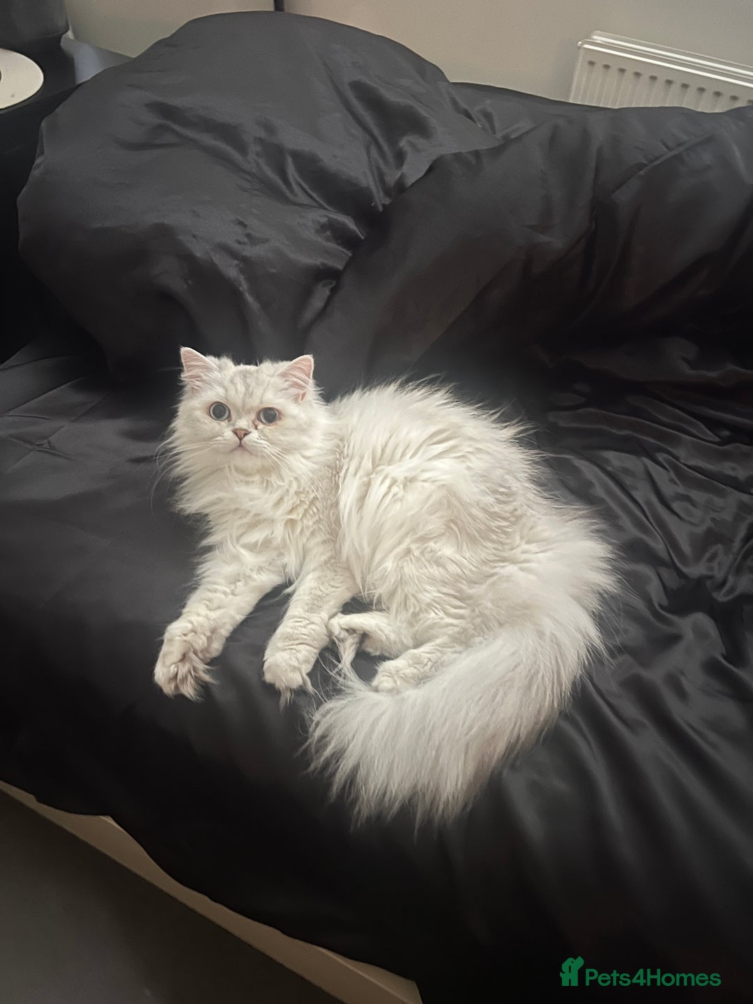 British Longhair cats for sale: Pet for rehome - Image 8