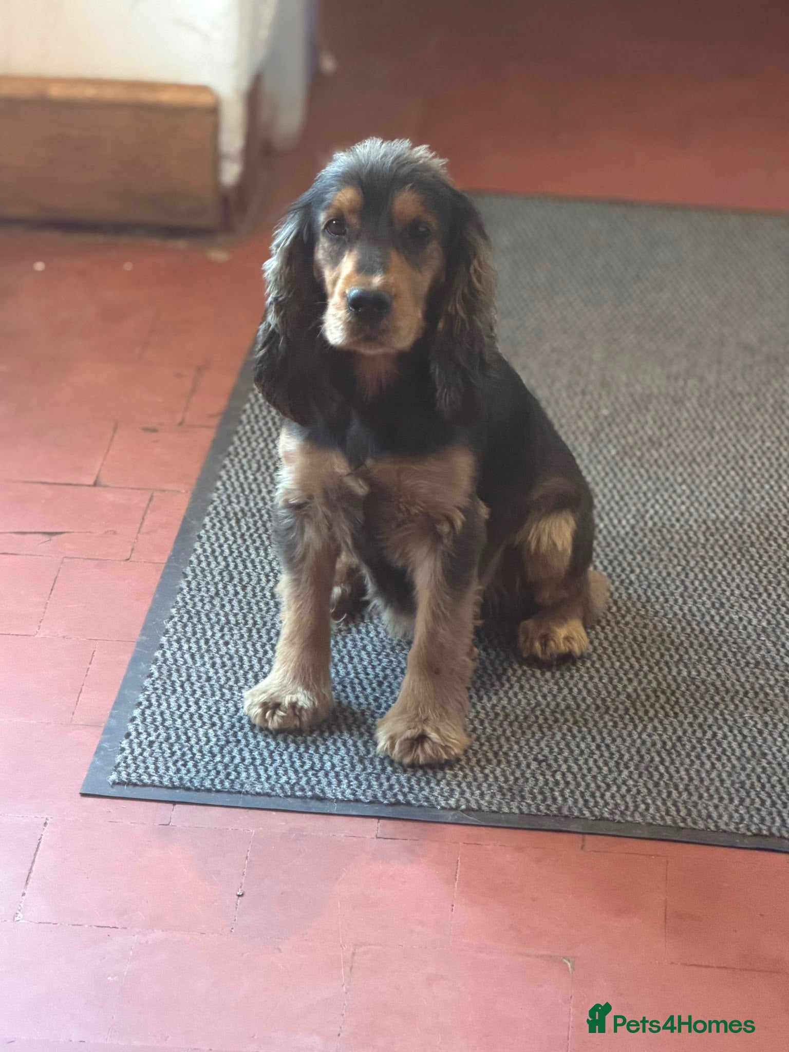 Cocker Spaniel dogs Beautiful 6 year old Cock Spaniel - Advert 1