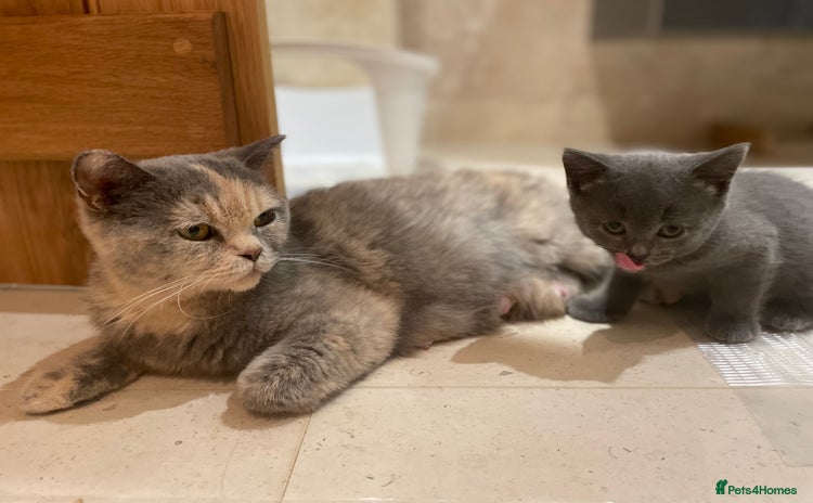 British Shorthair cats - Advert 9