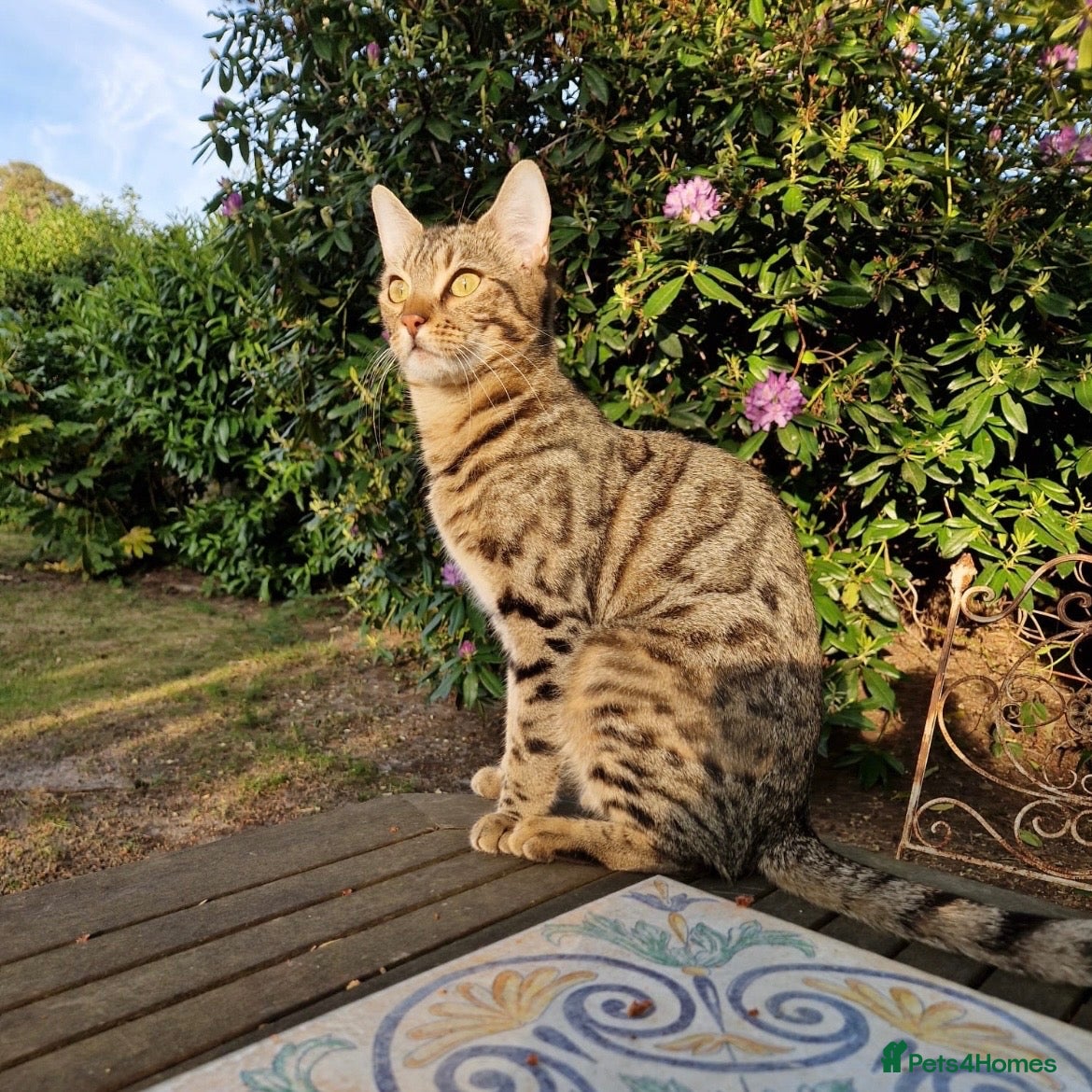Bengal cats Dinah, Bengal girl  - Advert 1