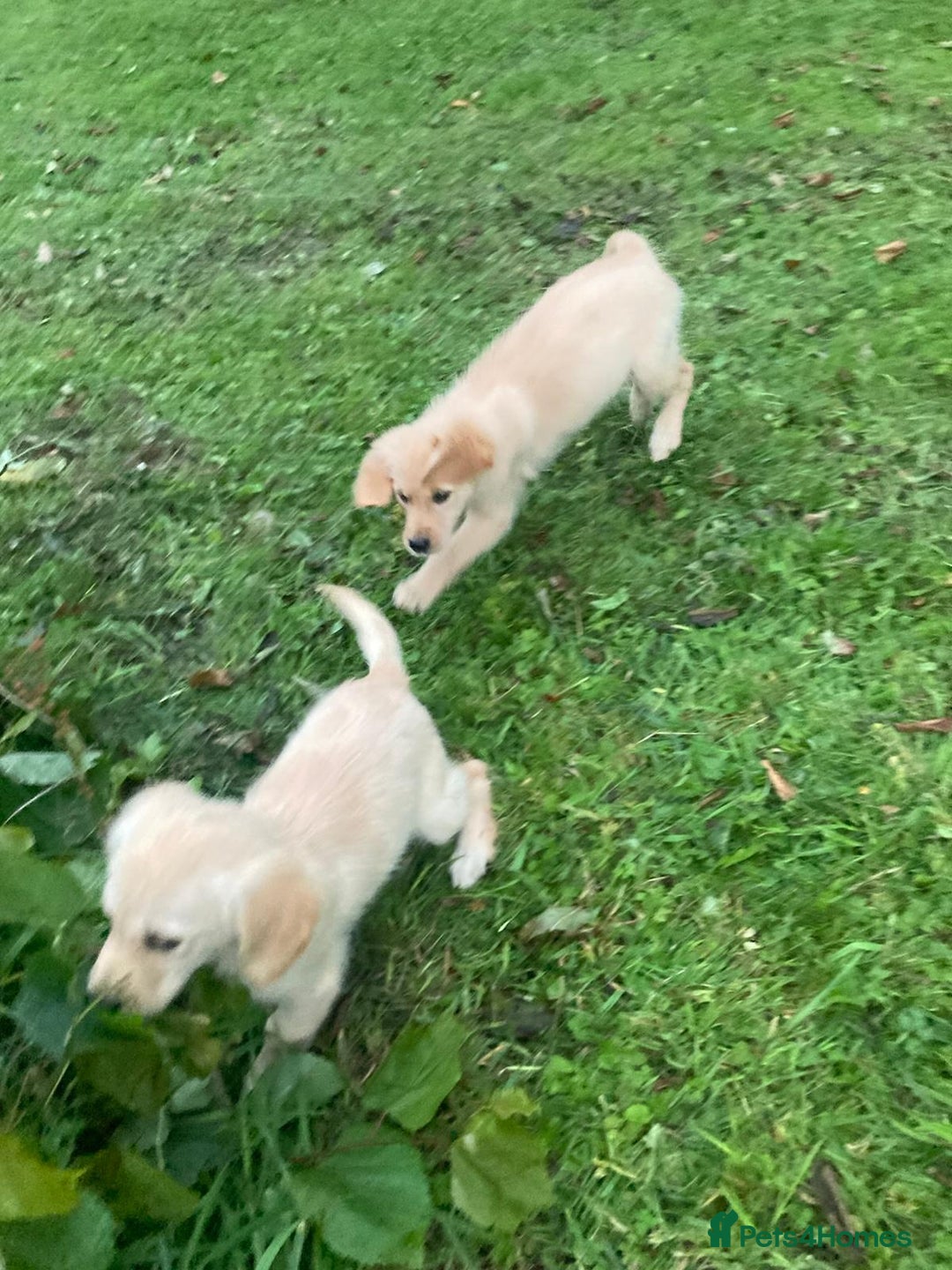 Golden Retriever dogs for sale: Golden Retriever puppies  - Image 4