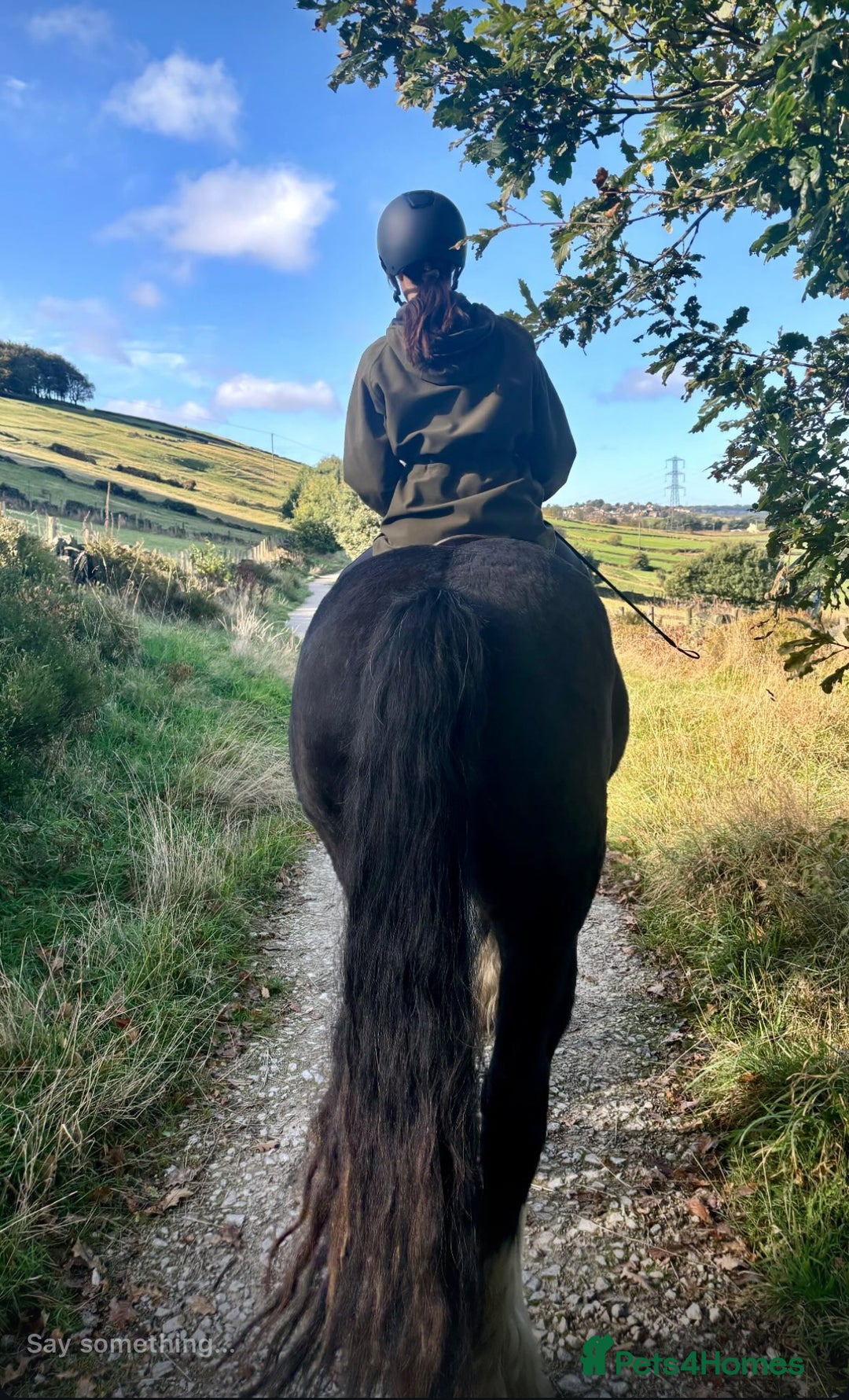 Irish Cob horses for sale: Storm 4year old ride/drive gelding  - Image 6
